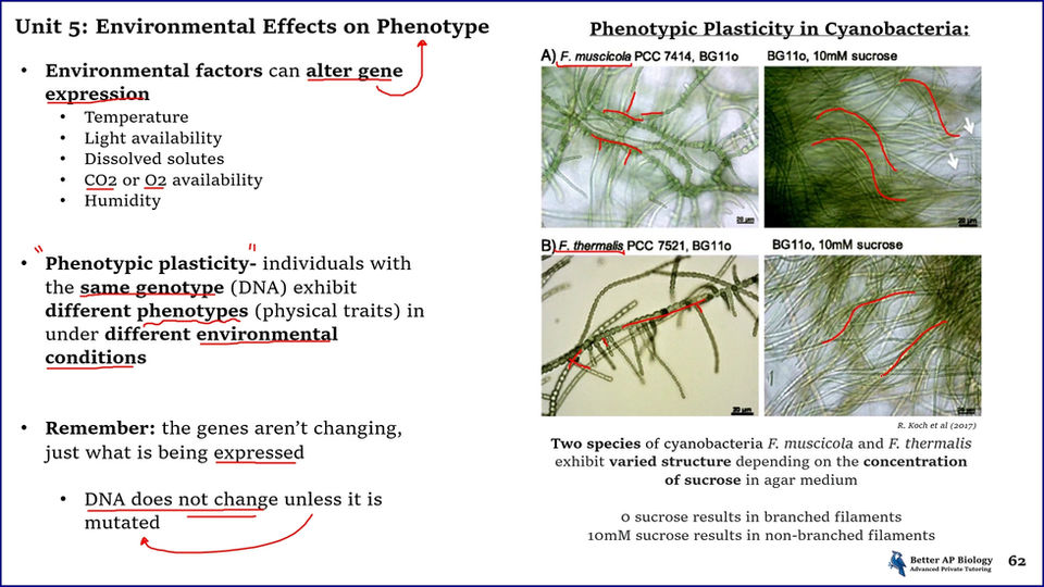 L7- Environmental Effects on Phenotype